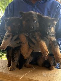 Cuccioli pastore tedesco