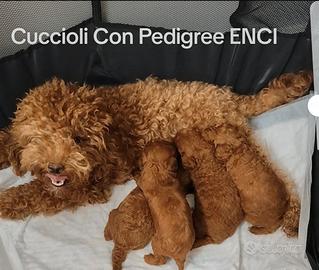 Cuccioli Barboncino Toy Con Pedigree ENCI