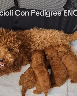 Cuccioli Barboncino Toy Con Pedigree ENCI