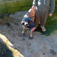 Cane corso femmina 5 mesi