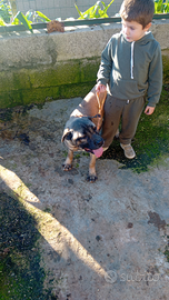 Cane corso femmina 5 mesi