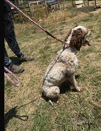 Lagotto maschio