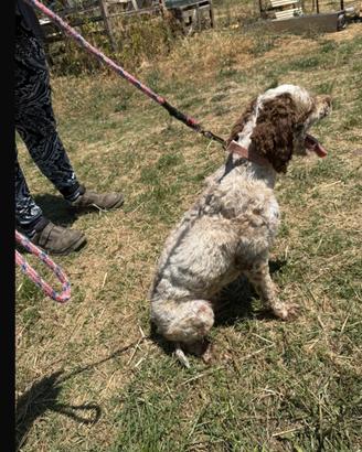Lagotto maschio