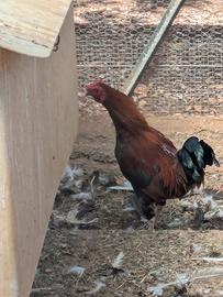 Gallo