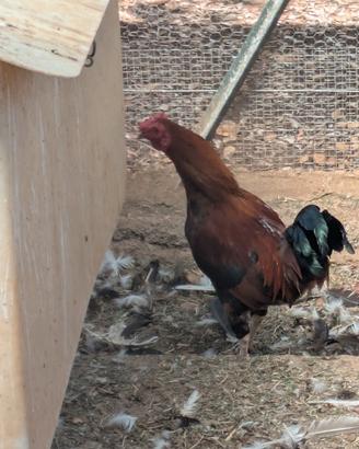 Gallo