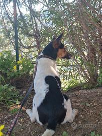 cucciolotta Jack russell pinscher