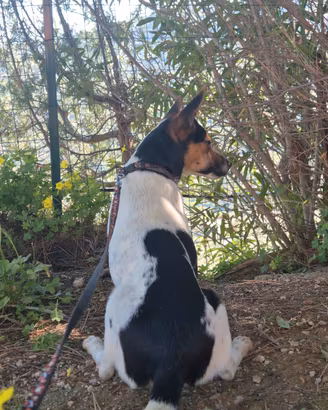 cucciolotta Jack russell pinscher