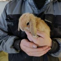 Coniglietti Arieti nani