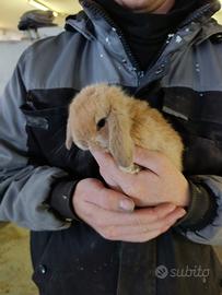 Coniglietti Arieti nani