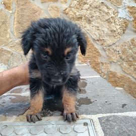 Cucciolo di pastore tedesco