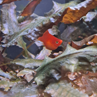 Guppy platy