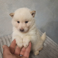 Cuccioli di Schiba inu di due mesi