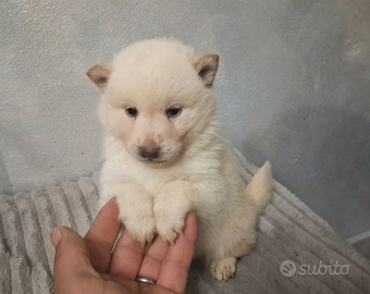 Cuccioli di Schiba inu di due mesi