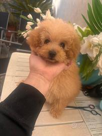 Barboncino Toy Albicocca