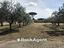 Immagine 19