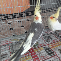 Pappagalli calopsite