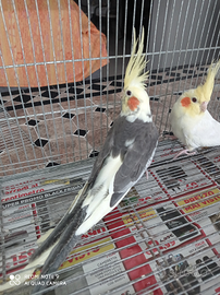 Pappagalli calopsite