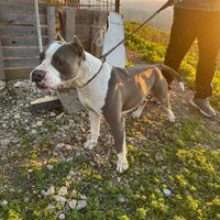 Pitbull ukc monta