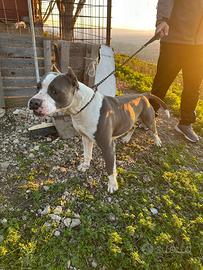 Pitbull ukc monta