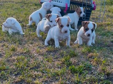 Jack russell