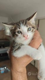 dolce gattino 