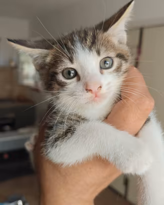 dolce gattino 
