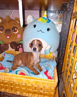 Incrocio tra pincher e chihuahua toy