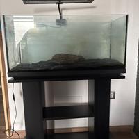Acquario