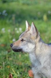 Cucciola cane lupo cecoslovacco