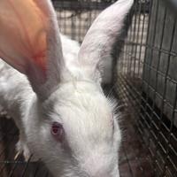 Coniglia bianca con relativi 6 coniglietti