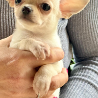 Chihuahua maschio a pelo corto