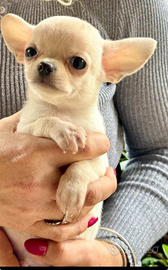 Chihuahua maschio a pelo corto