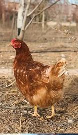 Disponibili galline ovagliole