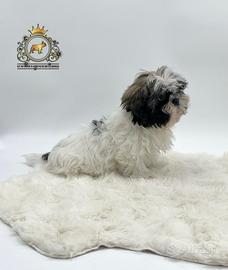 Magnifici cuccioli Shih Tzu