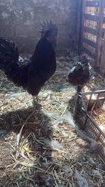 Cemani