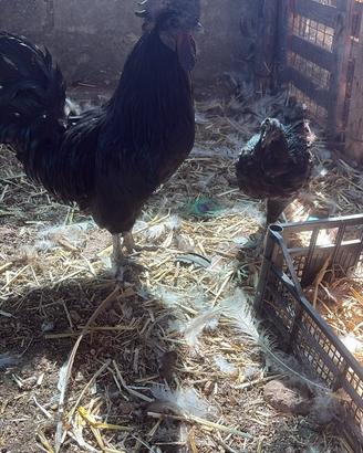 Cemani