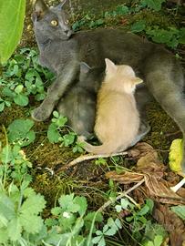 Due gattini