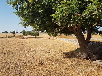 Terreno in c.da Fondo mosche