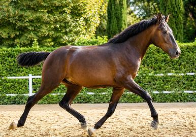 Cavallo puledro