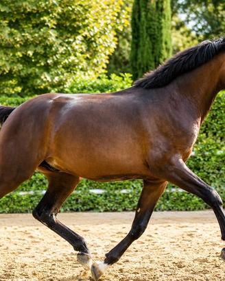 Cavallo puledro
