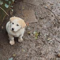 Cuccioli pastore dell'Asia centrale