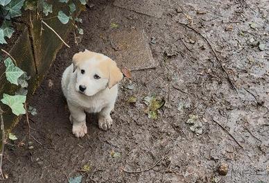 Cuccioli pastore dell'Asia centrale