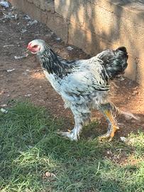 Coppia Brahma