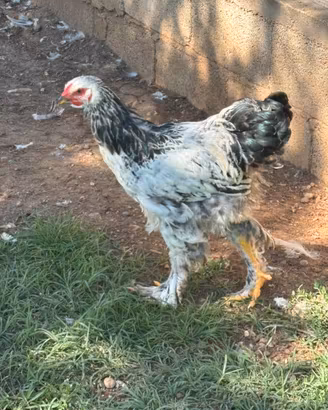 Coppia Brahma