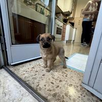 Cucciola, incrocio tra chiwawa e maltese