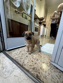 Cucciola, incrocio tra chiwawa e maltese