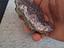 Immagine 4