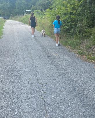 Lagotto.romagnolo