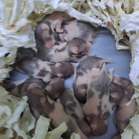 Piccoli cuccioli criceto dorato