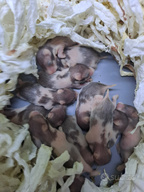 Piccoli cuccioli criceto dorato